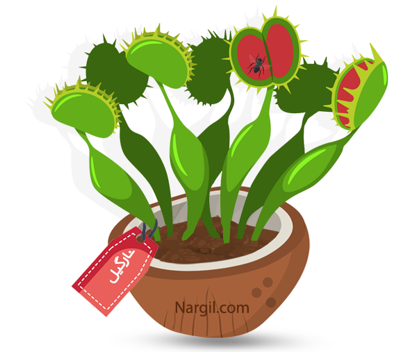  Nargil - Venus Flytrap